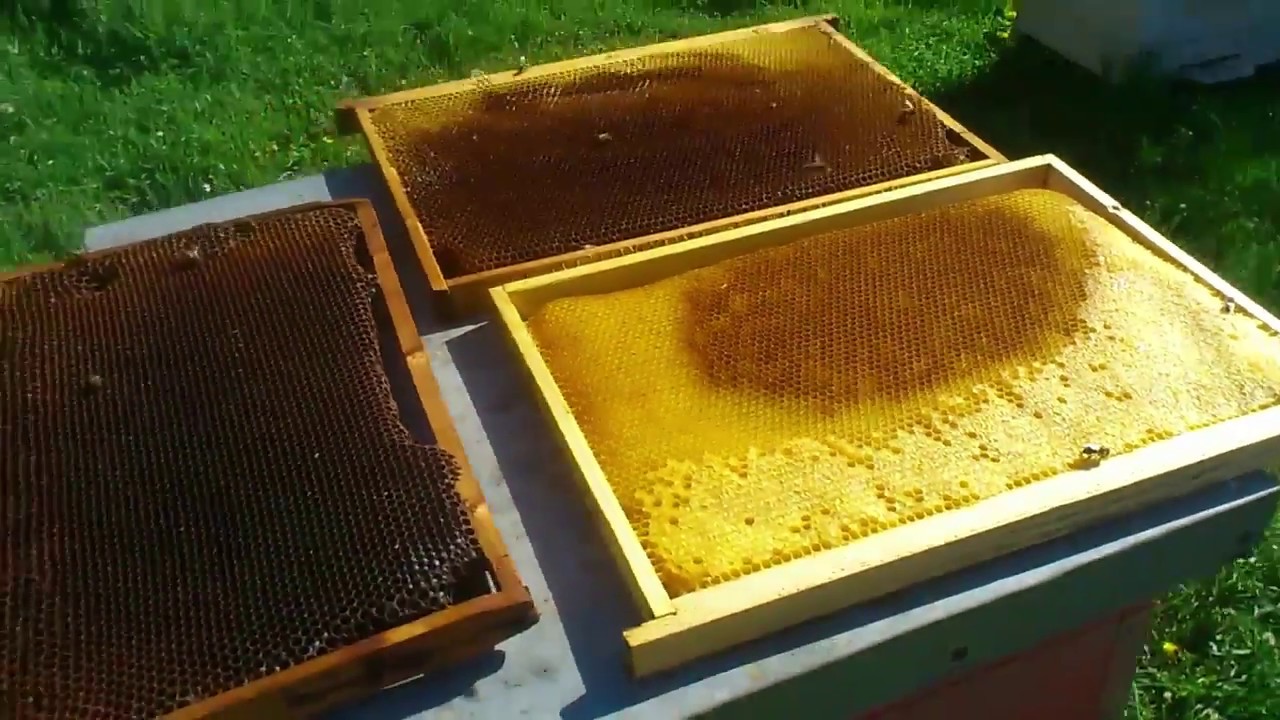 Пчеловодство для начинающих. Пчеловодство для начинающих пчеловодов. Пасека Пчеловодство для начинающих. Улей для начинающего пчеловода.