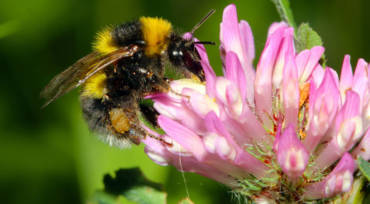Как привлечь пчел в ваш сад