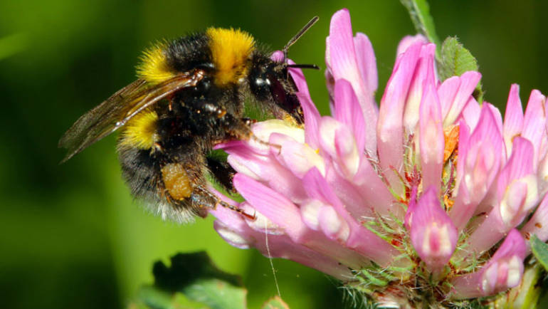 Как привлечь пчел в ваш сад